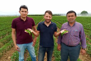 Bursa Yenişehir'de biber hasadı başladı