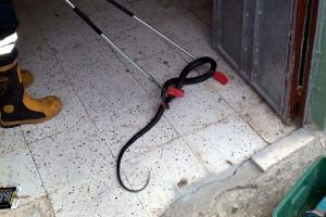 Apartman girişindeki yılanı, itfaiyeciler yakaladı