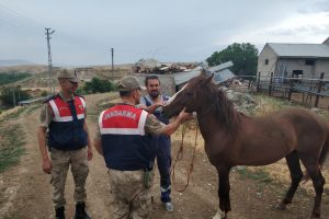 At hırsızı jandarma tarafından yakalandı