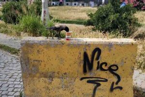 Karganın &ccedil;orba ziyafeti kamerada