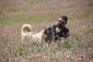 Kangal k&ouml;peklerini uluslararası festivale hazırlıyorlar