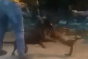 K&ouml;peğine sokak kedisini b&ouml;yle par&ccedil;alattı
