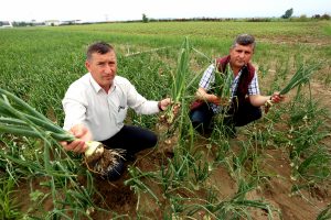 Bursa Yenişehir Ovası'nı 250 d&ouml;n&uuml;m ekili alan zarar g&ouml;rd&uuml;