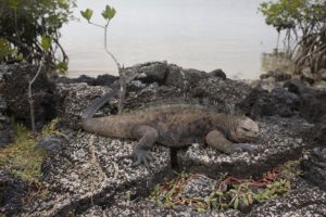 Galapagos Adaları'nın ABD askerlerine a&ccedil;ılması krizi