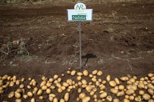 Yerli patates cinsi 'Nahita' tanıtıldı