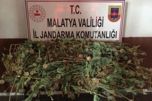 Kayısı bah&ccedil;esinden haşhaş &ccedil;ıktı