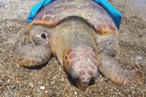 Caretta caretta t&uuml;fekle vurularak &ouml;ld&uuml;r&uuml;ld&uuml;