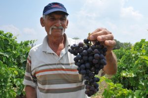 T&uuml;rkiye'nin ilk &uuml;z&uuml;m hasadı Tarsus'ta yapıldı