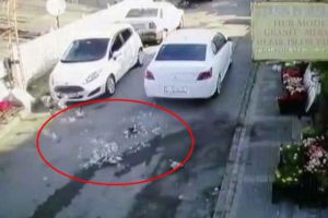 Yem yiyen yavru kuşları aracıyla ezdi