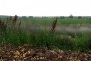 Bursa'da tilkinin fare avı kamerada