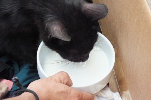 Bursa'da okulda yavrulayan kedi şaşkınlık yarattı