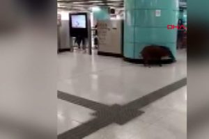 &Ccedil;in'de metro istasyonunda domuz paniği!