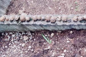 Mezarlıkta betona dizili 23 kaplumbağa &ouml;l&uuml;s&uuml; bulundu