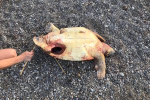 Bı&ccedil;akla &ouml;ld&uuml;r&uuml;lm&uuml;ş caretta caretta bulundu