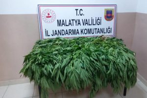 22 bin 998 k&ouml;k kenevir ele ge&ccedil;irildi