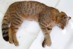 Yeni bir t&uuml;r bulundu: Kedi-tilki