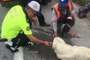 Bursa'da bitkin d&uuml;şen k&ouml;peğe polis şefkati