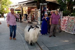 Ke&ccedil;isi ile evcilleştirdiği kargaları arkadaş oldu