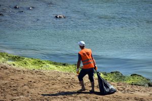 Karadeniz'in en uzun sahili yosunlardan temizleniyor