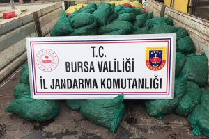 Bursa'da jandarmadan 'midye' operasyonu: 14 g&ouml;zaltı