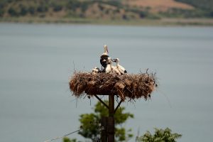 Bursa'da 15. Uluslararası Leylek Festivali başlıyor