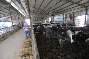 Bursa'da besicilerin Kurban Bayramı hazırlığı