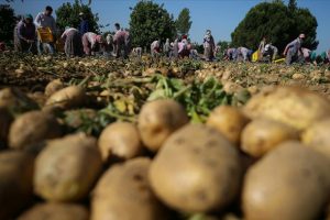 Pakdemirli: T&uuml;rkiye patates &uuml;retiminde d&uuml;nyada ilk 10'da