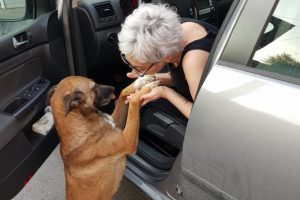 Eczaneye gelip patisini uzatıp yardım istedi! Yaralı k&ouml;peği tedavi eden eczacı konuştu