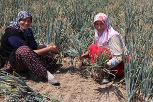 'Balık soğanı' &uuml;reticisi 2 bin ton rekolte bekliyor