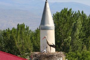 &Ccedil;ifte minare leyleklerin yuvası oldu