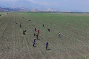 Sular &ccedil;ekildi ova pamukla buluştu