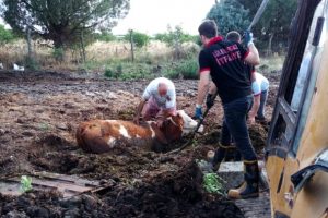 &Ccedil;amura saplanan ineği itfaiye kurtardı
