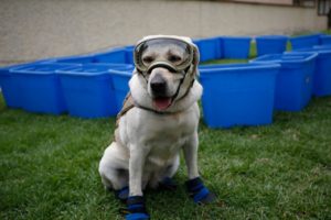 &Uuml;nl&uuml; Meksikalı kurtarma k&ouml;peği emekliye ayrıldı