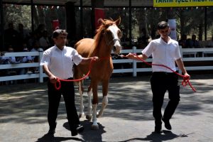 Bursa'da yarış tayları l&uuml;ks otomobil fiyatına alıcı buldu
