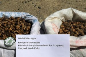 Ka&ccedil;ak salep soğanı toplayan kişiye 60 bin 163 lira ceza