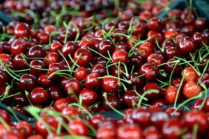 "Napolyon" kirazı &uuml;reticini memnun etti