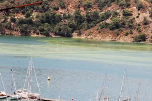 K&ouml;rfezdeki renk değişiminin nedeni belli oldu