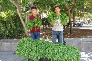 K&ouml;yden topladıkları maydanozları satıp har&ccedil;lıklarını &ccedil;ıkarıyorlar