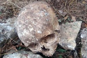Ormanda kafatası ve &ccedil;ok sayıda kemik bulundu