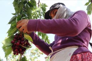 Mevsimlik iş&ccedil;iler ekmeklerini 'dalbastı'dan &ccedil;ıkarıyorlar