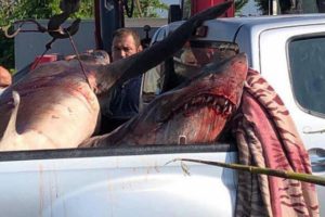 400 kilo ağırlığında 2 k&ouml;pek balığı vin&ccedil;le taşındı