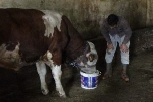 Hem hayvanlara baktı hem LGS'de birinci oldu