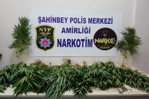 Gaziantep'te 23 k&ouml;k Hint keneviri ele ge&ccedil;irildi