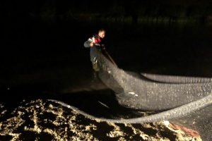Van'da ka&ccedil;ak avlanan 1,6 ton inci kefali ele ge&ccedil;irildi
