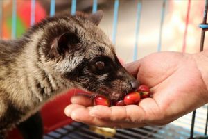 Kedi dışkısından &uuml;retilen kahvenin kilosu bin dolara satılıyor