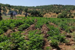 1 milyon 255 bin k&ouml;k esrar ele ge&ccedil;irildi