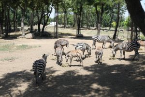 Bursa Zoopark'taki zebra sayısı arttı