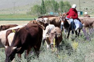 &Ccedil;obanlardan Erzurum Valisi Memiş'e teşekk&uuml;r