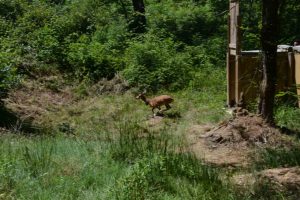 2 yaşındaki karaca tedavisinin ardından doğaya salındı
