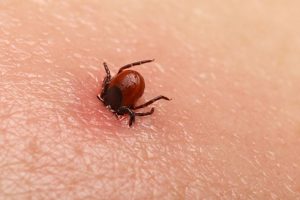 Kastamonu'da kene can aldı